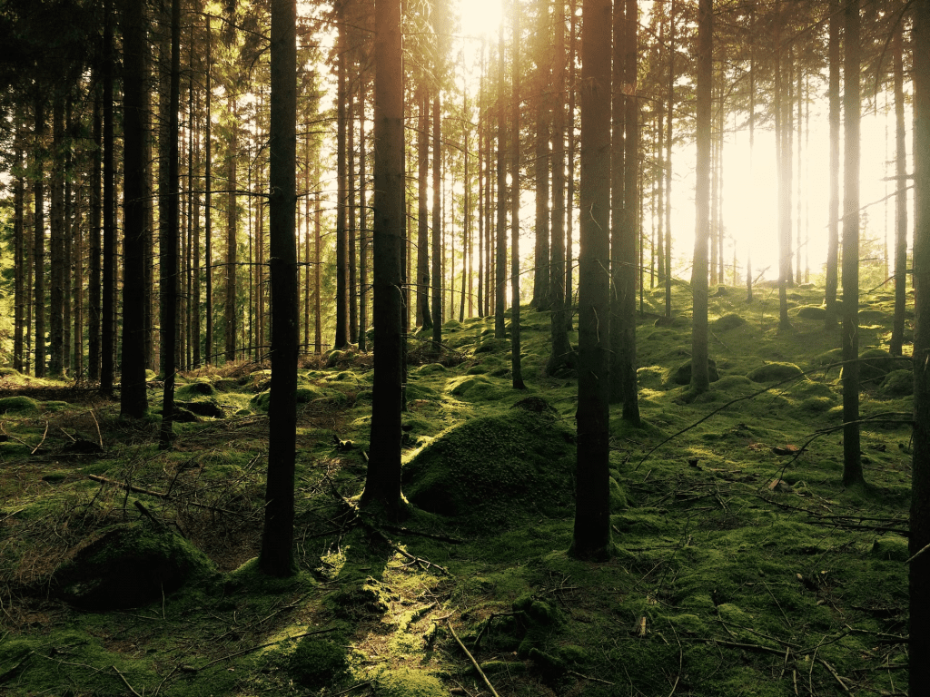 skog i sverige