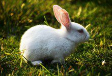 foto av en kanin