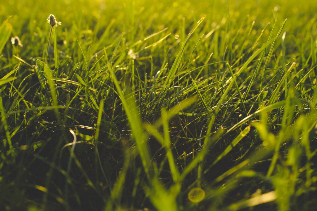 patch of grass