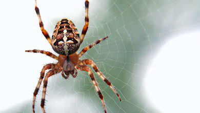 spider